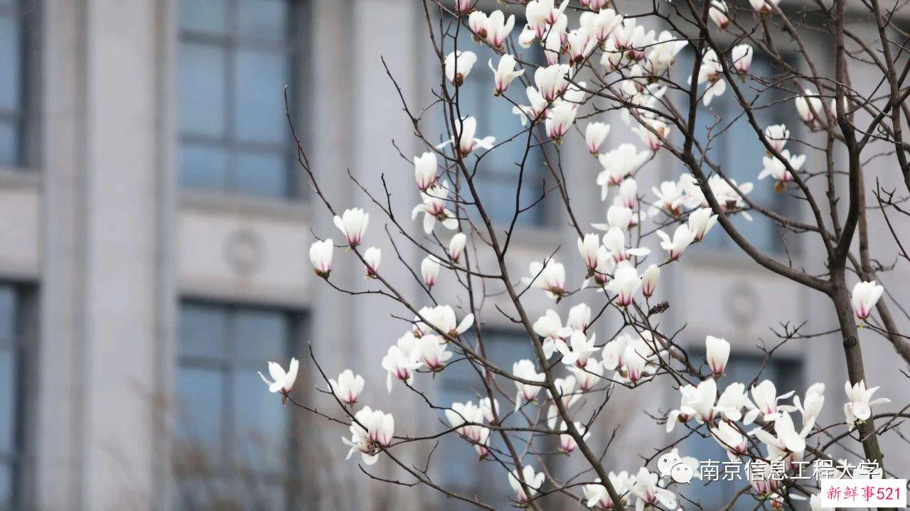 南京高校“校花”图鉴！谁是你心中的“门面担当”？