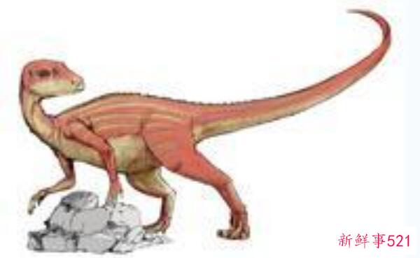 觉醒龙-小型非洲杂食性恐龙(1.2米长-2亿年前)