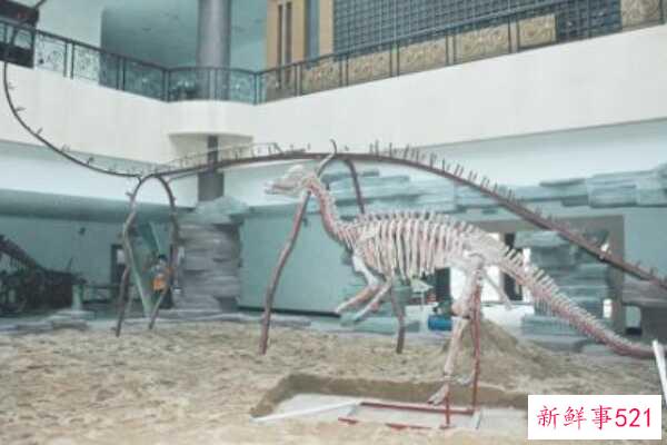 巨型蜥脚类食恐龙-东阳龙高达15.6米(中国发现)