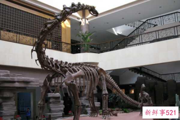 巨型蜥脚类食恐龙-东阳龙高达15.6米(中国发现)