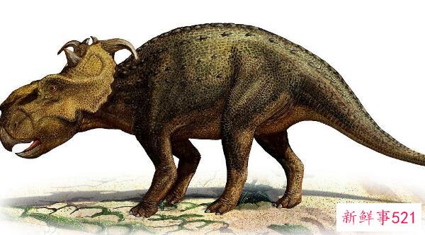 厚鼻龙(pachyrhinosaurus)-北美洲的一种大型食草恐龙(7米长-6800万年前)