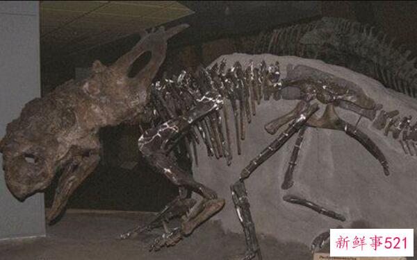 厚鼻龙(pachyrhinosaurus)-北美洲的一种大型食草恐龙(7米长-6800万年前)