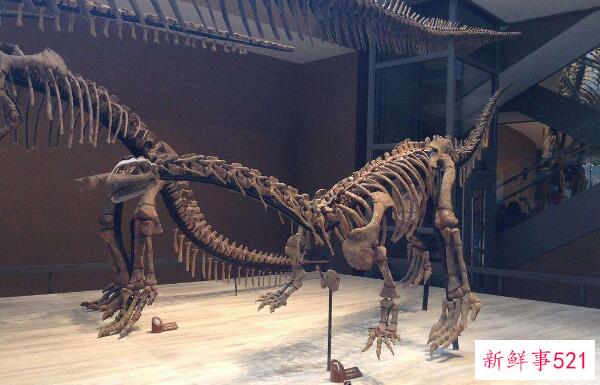 乌拉嘎龙-黑龙江大型食草恐龙(10米长-6500万年前)