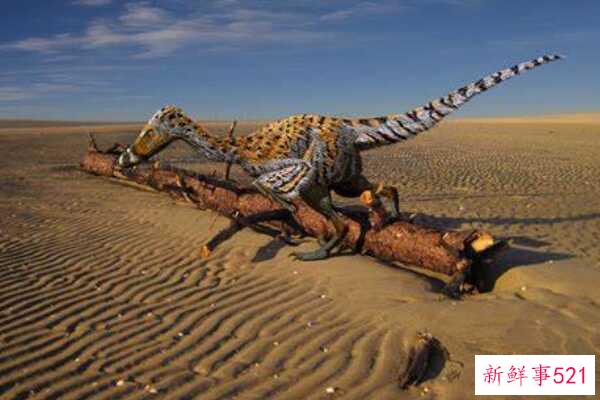 何琳暴龙-内蒙古的一种小型食肉恐龙(只有1.8米长-速度极快)