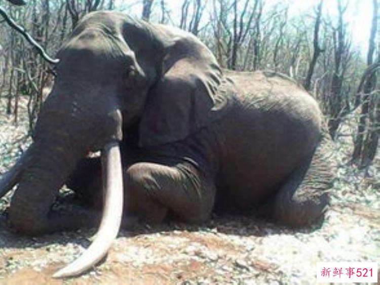 泰国人对大象很残忍，泰国大象用牙刺死主人