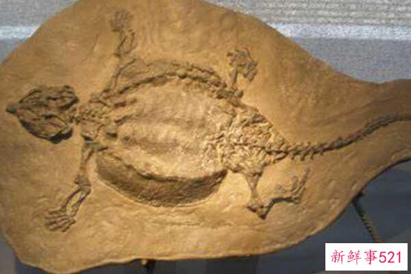 中国斗鱼-龟和蜥蜴的结合体(生活在浅水区-生于三叠纪)