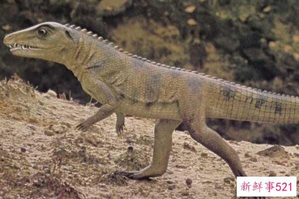 鳄鱼的祖先是什么动物？以植物为食(0.5米长-速度极快)