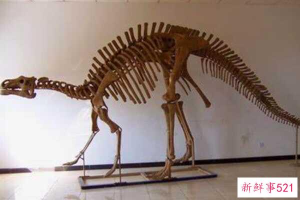 原杆状龙-中国中型恐龙(5米长-阿拉善地区出土)