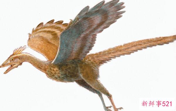 始祖鸟-侏罗纪带羽毛的恐龙(长0.5米-德国出土)