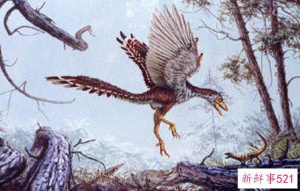 始祖鸟-侏罗纪带羽毛的恐龙(长0.5米-德国出土)