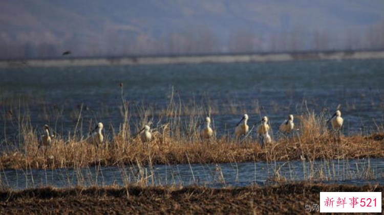 信阳商城县铁佛寺湿地公园首次发现白琵鹭系国家二级保护野生动物