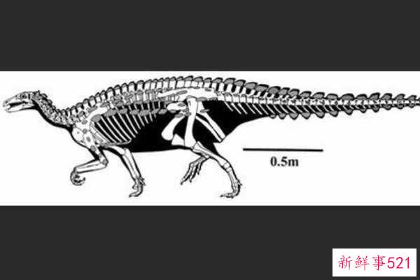 辽宁龙-中国超小型甲龙(化石仅34厘米长)