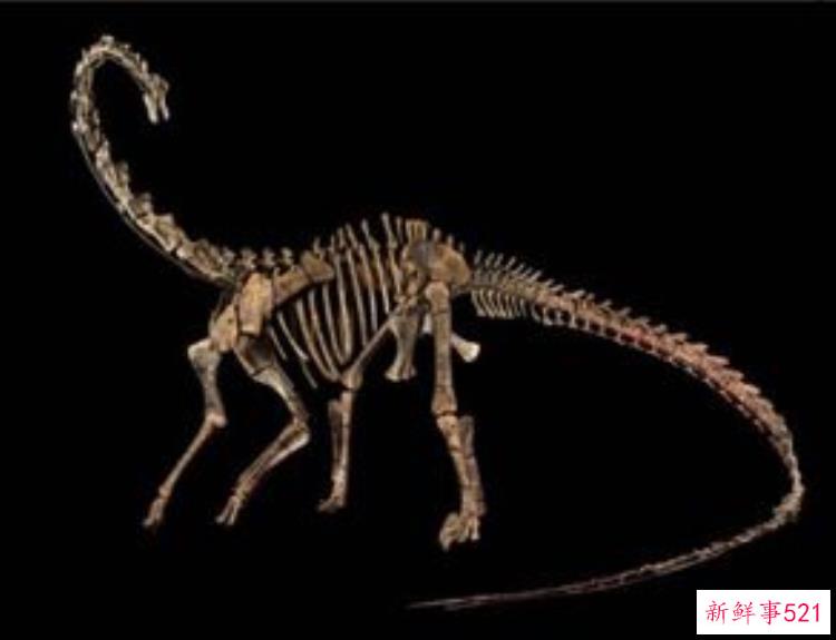 揭秘非洲最古老的恐龙化石，目前最大的恐龙化石