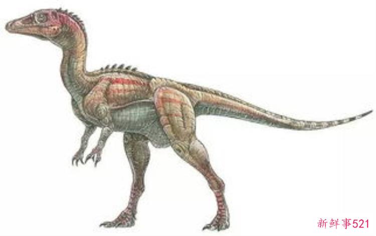 揭秘非洲最古老的恐龙化石，目前最大的恐龙化石