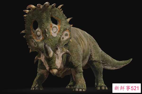 中国角鼻龙-山东大型恐龙(7米长-颈盾似皇冠)