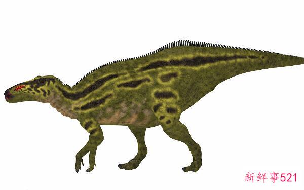 山东龙-中国大型食草恐龙(15米长-7300万年前)