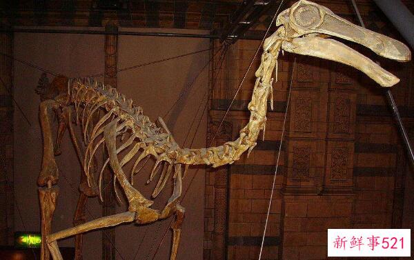 鹈鹕状龙-西班牙的一种小型食肉恐龙(长2.5米-1亿年前)