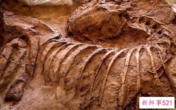 洛卡龙-阿根廷的一种大型食草恐龙(8米长-8000万年前)