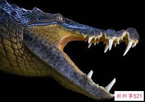 鳄鱼和吃恐龙的鳄鱼(立体视觉)