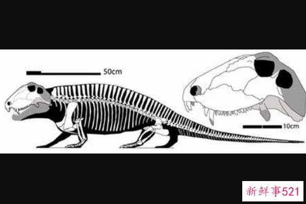 原始蜥脚类动物-一种古老的二叠纪盘龙生物(形似巨型蜥蜴-1米长)