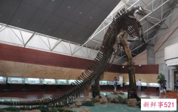 朱成龙-世界上最大的鸭嘴龙恐龙(16.6米-中国山东)