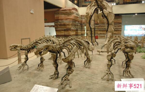 朱成龙-世界上最大的鸭嘴龙恐龙(16.6米-中国山东)