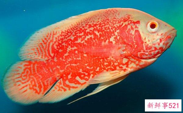 世界十大凶猛观赏鱼黑色食人鱼的咬合力是自身体重的30倍