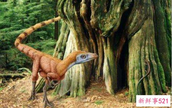 辽宁角鼻龙-已知最早的新角鼻龙(1米长-1.25亿年前)