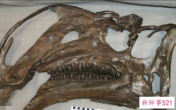 辽宁角鼻龙-已知最早的新角鼻龙(1米长-1.25亿年前)