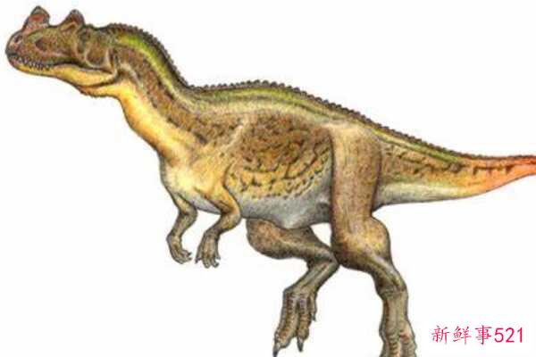 冠鼻龙-一种大型食肉恐龙(5-6米长-鼻子上有一个小皇冠)