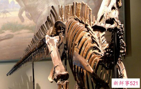 卡龙龙-黑龙江的一种大型食草恐龙(6米长-6500万年前)