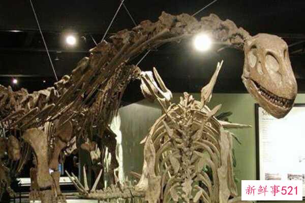 峨眉龙-四川巨型恐龙(20米长-脖子是尾巴的1.5倍)