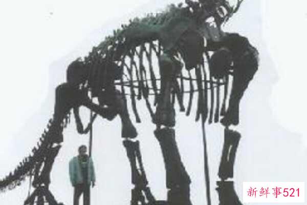 查干诺尔龙-内蒙古超级巨型恐龙(26米长-4层楼高)