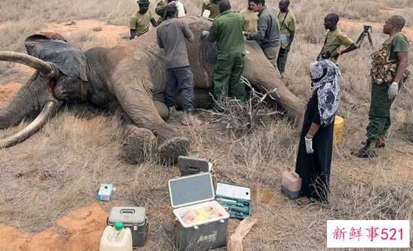 偷猎的十大危害 每15分钟非法猎杀一头大象(20年灭绝)
