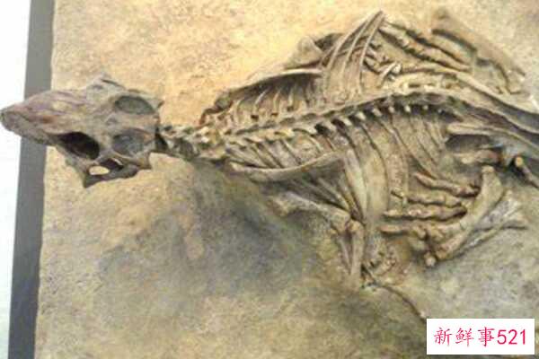 小恐龙-华阳龙 中国最原始的剑龙家族(有1米长的尖刺)
