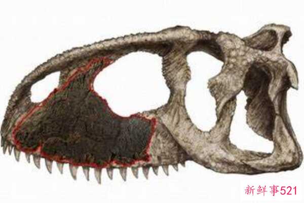 温顿龙-澳大利亚最大的恐龙之一(16米长-1亿年前)