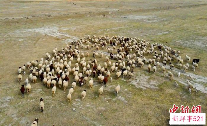 图为巴嘎村养殖的高原绵羊。　索朗次仁 摄
