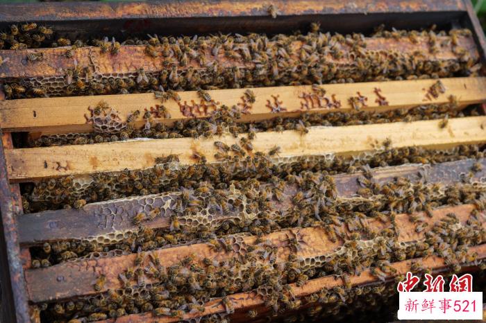 蜜蜂在蜂箱活动。　凌楠 摄
