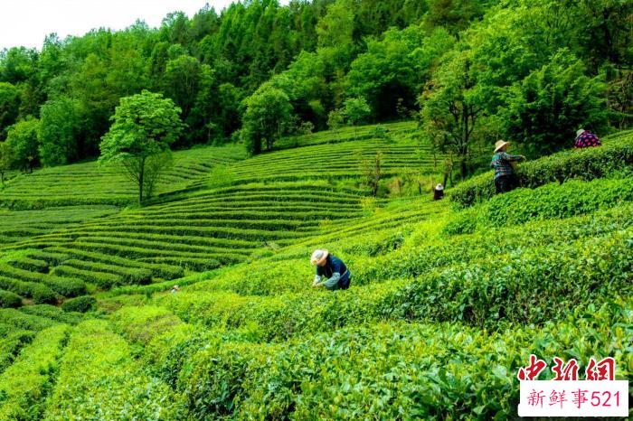 农民在神农架生态茶园采摘春茶。(资料图) 神农架林区供图