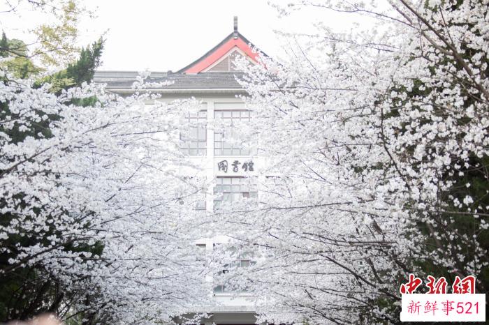 南京林业大学坐落于紫金山麓、玄武湖畔，校园内的樱花大道一直是当地的赏樱胜地。　南京林业大学供图