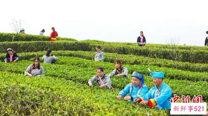 资料图：村民正在采茶。　凌云县融媒体供图