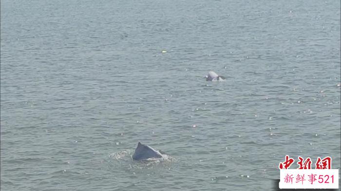 成群嬉戏的中华白海豚现身广东潮州三百门港附近海域