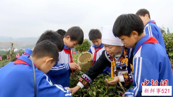 图为平塘县克度镇实验小学学生参加采茶研学游。　平塘县宣传部供图