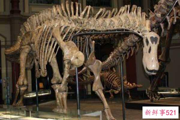 巴西龙-一种小型西班牙恐龙(4-5米长-有突出的头冠)