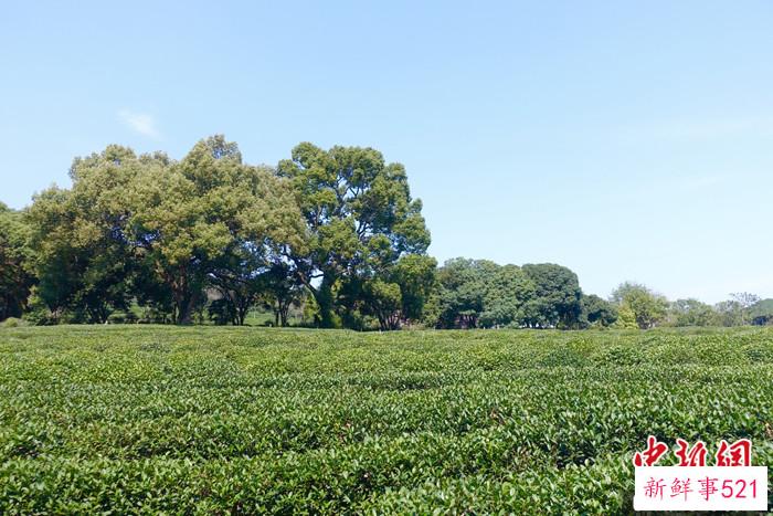 西湖龙井茶将于3月13日正式开采 产量保持稳定