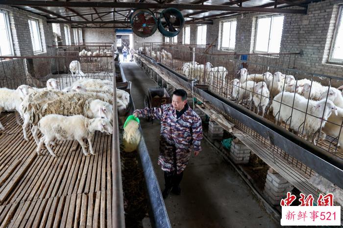 马岭村山羊养殖加工厂 张畅 摄