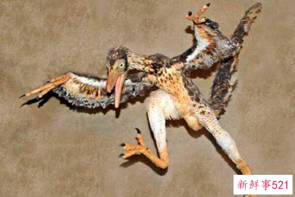 千年中华鸟龙-唯一有毒腺的恐龙(只有火鸡大-能滑翔)