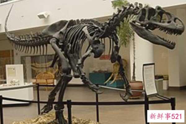 一盘龙-侏罗纪第三大食肉恐龙(12m长-顶级掠食者)
