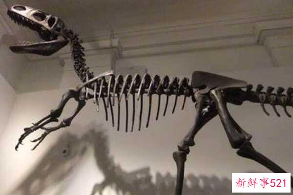 Nodulosaurus-北美的一种中型恐龙(有层状板甲-没有尾锤)