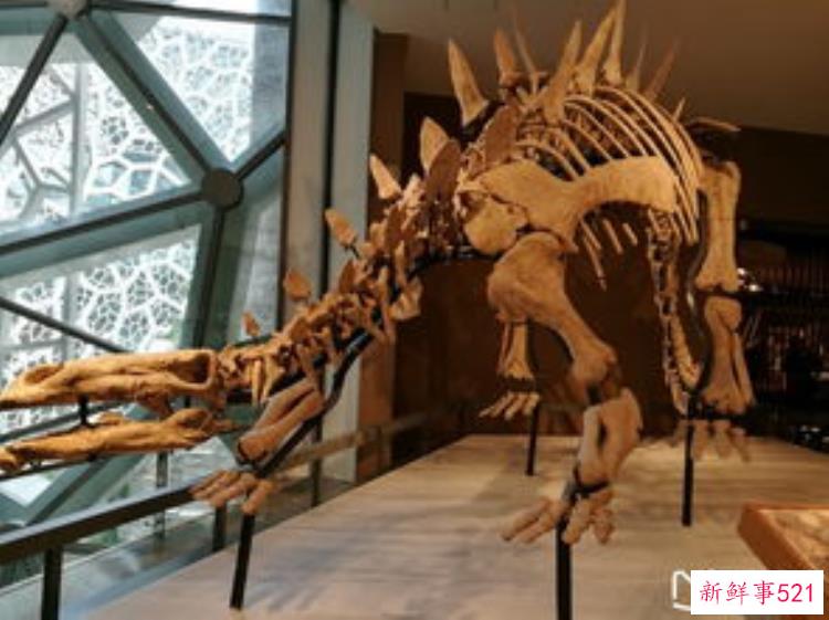 自然博物馆会动的恐龙，恐龙科普馆